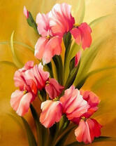 Нежно-розовые ирисы