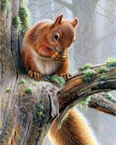 Красивая белочка на ветке