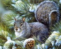 Серая белочка на заснеженной ели