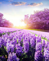 Поле гиацинтов в солнечных лучах