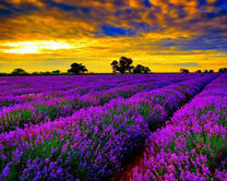 Поле лаванды в лучах заходящего солнца