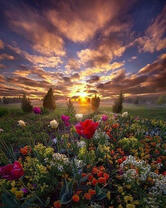 Красивое небо над поляной цветов