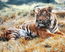 Мудрый и старый тигр