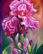 Ирис неимоверной красоты