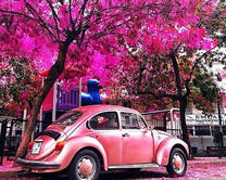 Розовый автомобиль под цветущим деревом