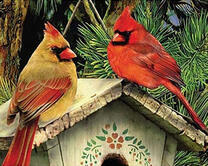 Красные кардиналы на домике