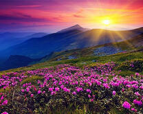 Цветочная поляна на склоне горы