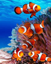 Полосатые рыбки у рифа