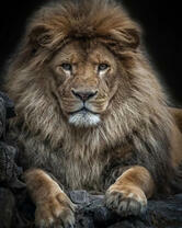 Сильно пушистый лев