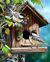 Воробушки возле своего домика