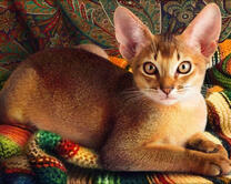 Кошечка породы Абиссинская