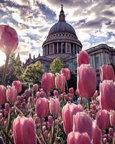 Тюльпаны у Капитолия