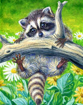 Милый енотик на ветке