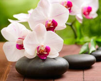 Фаленопсис и черные камни