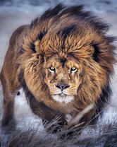 Большой свирепый лев