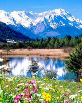 Цветочная поляна возле горного озера