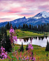 Сиреневые цветочки на фоне гор