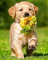 Милый щенок с желтой розой