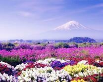 Неимоверно красивая цветочная поляна на фоне гор