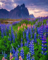 Поляна люпина среди гор