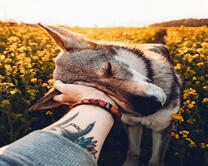 Верный и преданный друг