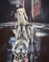 Щенок с отражением волка