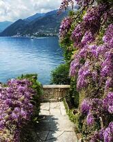 Дорожка среди глициний к морю