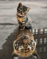 Котенок с отражением тигра