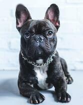 Симпатичный французский бульдог
