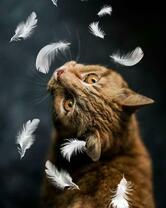 Рыжий кот среди перьев