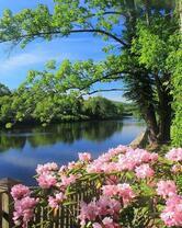 Клумба с рододендроном у реки