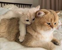 Пушистая кошечка и ее котёнок