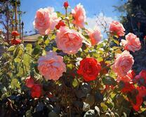 Розовые розы в утреннем свете