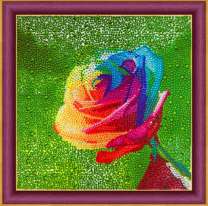 Красивая радужная роза