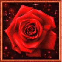 Ослепительная роза