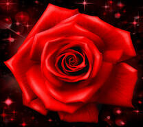 Большой бутон алой розы крупным планом