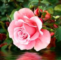 Цветущая роза над водой