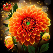 Солнечный цветок георгины