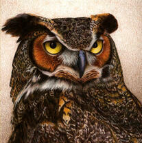 Суровый взгляд мудрого филина