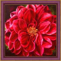 Красная георгина