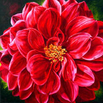 Цветок георгины крупным планом