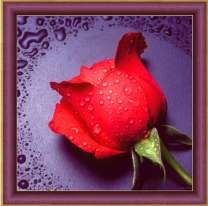 Красная роза в росе