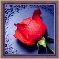 Красный цветок розы в каплях росы