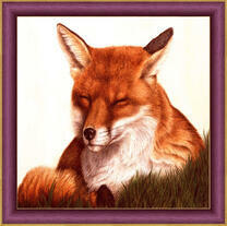 Лиса отдыхает