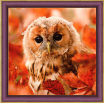 Удивленный филин