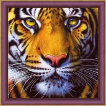 Тигр с желтыми глазами