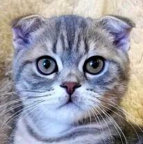 Миленький вислоухий британец