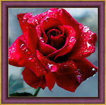 Багровая роза