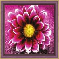 Мокрая хризантема