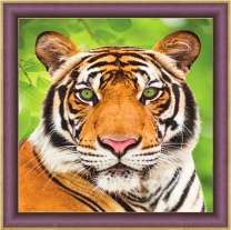 Зеленоглазый взгляд тигра